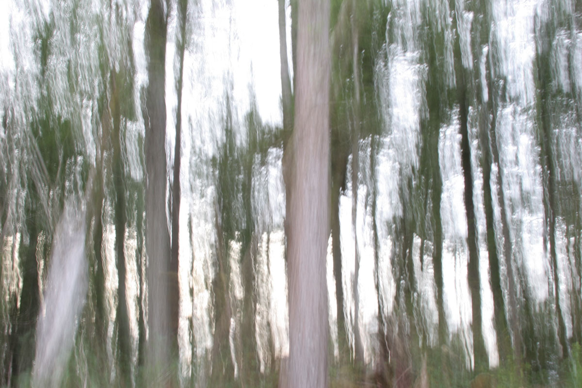 forest for the trees