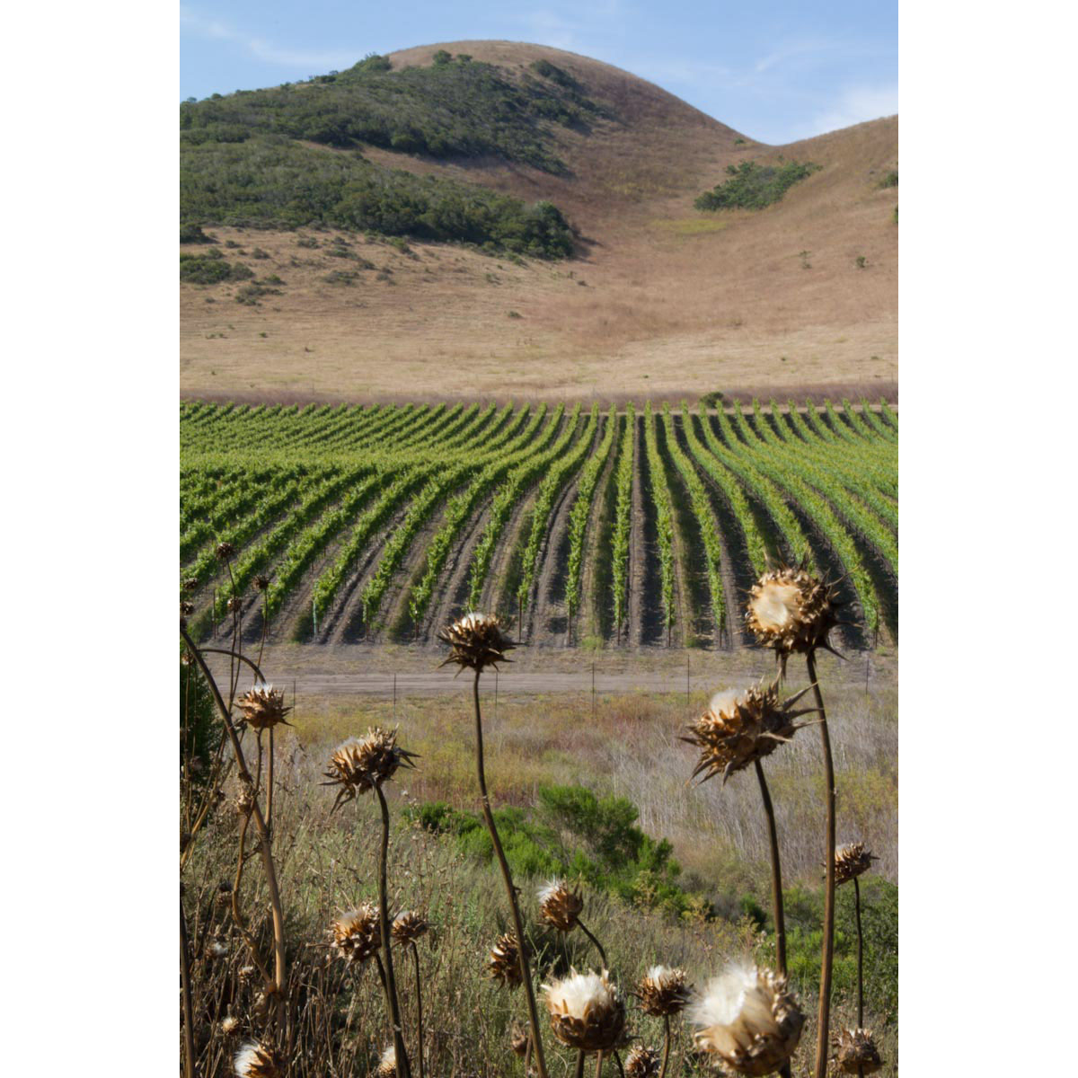 Rancho de la Viña, Santa Rita Hills