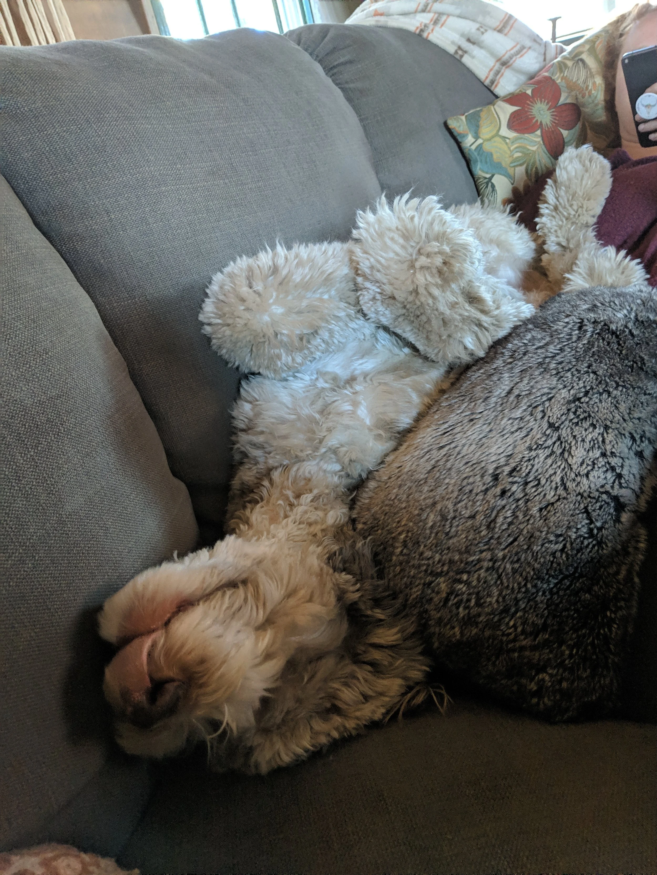 Here's a recent pic of our pup Kona. This dog has become a professional lounger!