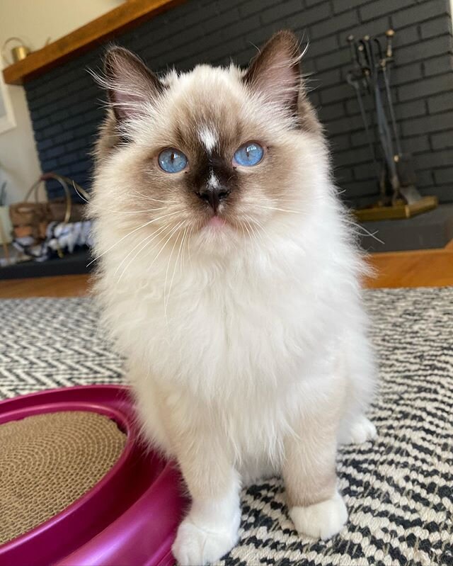 Sake 😻
&bull;
&bull;
&bull;
#Ragdoll #Sake #GrowingUpKitten #RagdollsOfInsta #BabyBlues #HandsomeBoy #KittenLove #CatSitter #PetSitter #Westfield #WestSpringfield #WesternMass #CatsOfWesternMass #HappierAtHome #LoveMyJob #Handsome