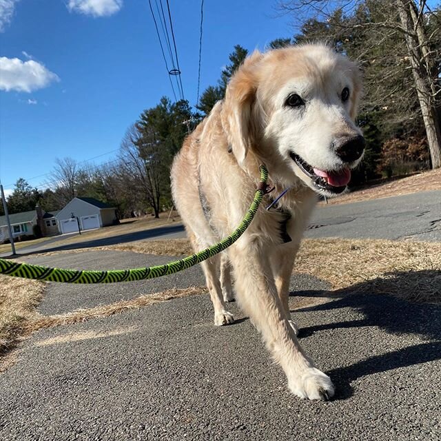 Blue skies and smiles 💝 &bull;
&bull;
&bull;
#Charlie #SeniorLove #GoldenLover #JustKeepWalking #Westfield #WestSpringfield #WesternMass #PetSitter #DogWalker @kaelasaltmarsh @kelly.saltmarsh.12