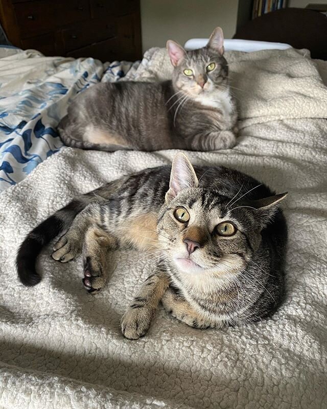 Grateful to get to spend a little extra time with these #TabbyCats ❤️
&bull;
&bull;
&bull;
#StayHome #StaySafe #FlattenTheCurve #Covid19 #CantWaitToGetBackToWork #PetSitter #CatLover #DogWalker.