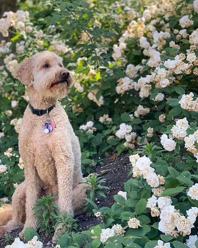 Looking good Leila 👑 &bull;
&bull;
&bull;
#cobberdog #feelingfresh #westspringfield #westfield #ProfessionalPetCare #HappierAtHome #DogModel #FlowerPower #Model #AustralianBorn #WesternMass #Insured #WomanOwnedBusiness #SupportLocal