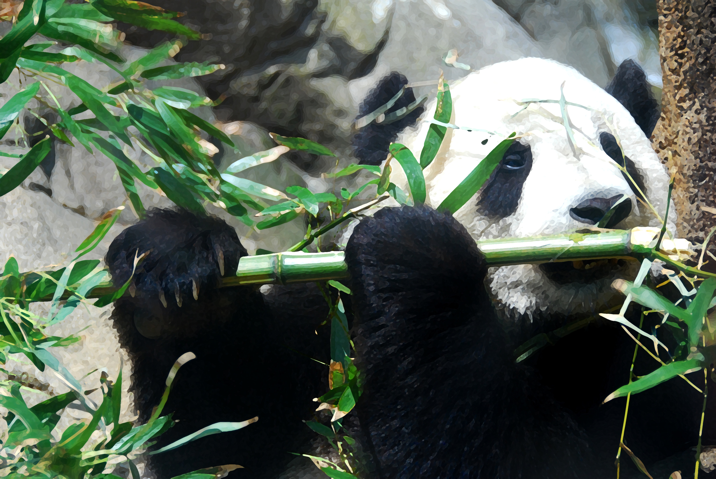 Lunch time- Panda 24"x48". Fine Art Photography on Plexiglas. & Printer's Proof Available 24"x48" framed. 
