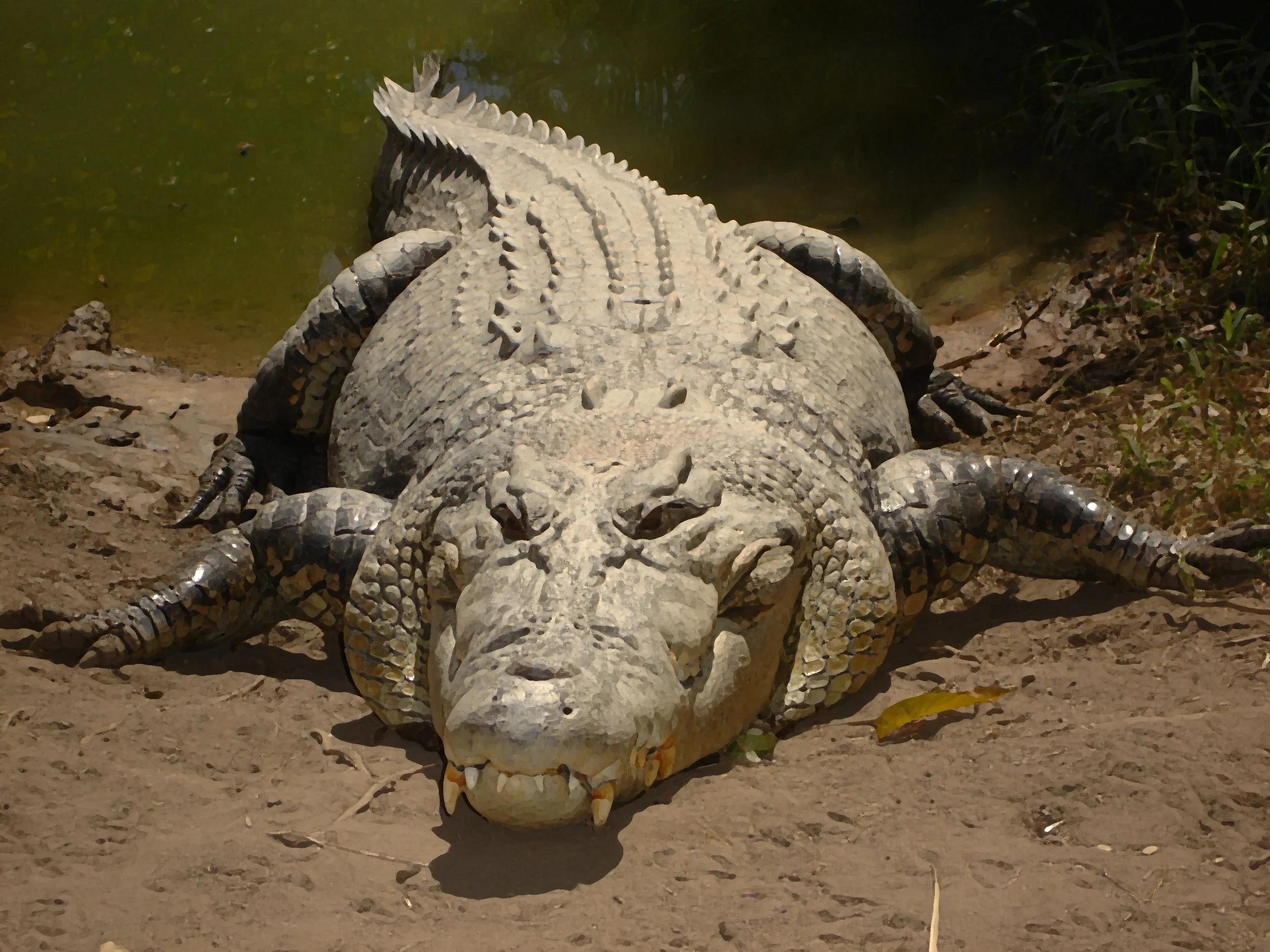 Salt Water Croc. - Largest reptile 24"x48". Fine Art Photography on Plexiglas. & Printer's Proof Available 24"x48" framed. 