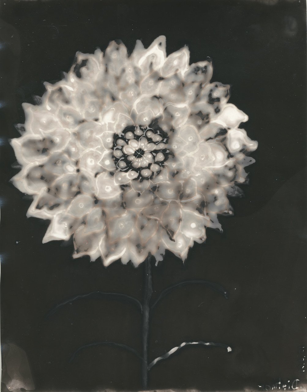 ‘Frozen flower in my grandma’s garden’ 2021. Customized silver gelatin photographic paper, 11x14”