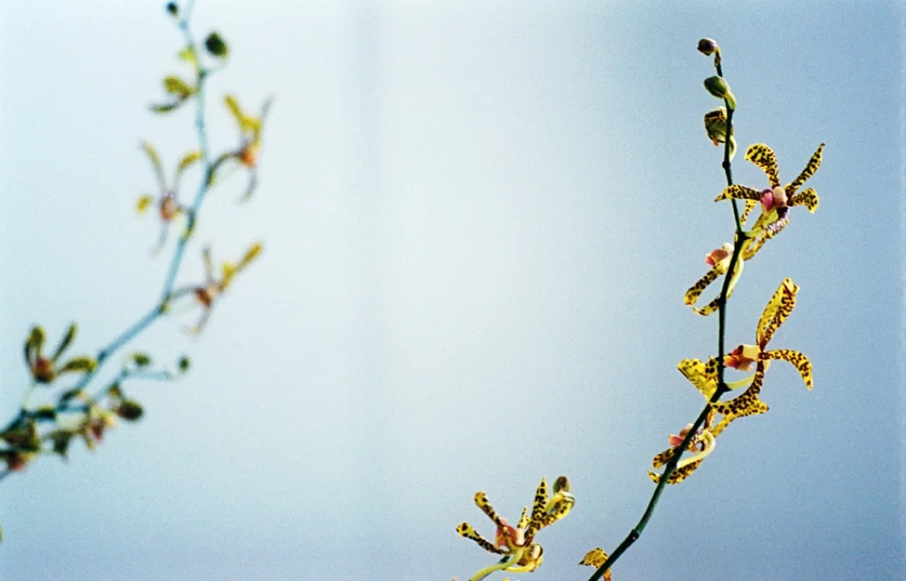 flower mirror web.jpg
