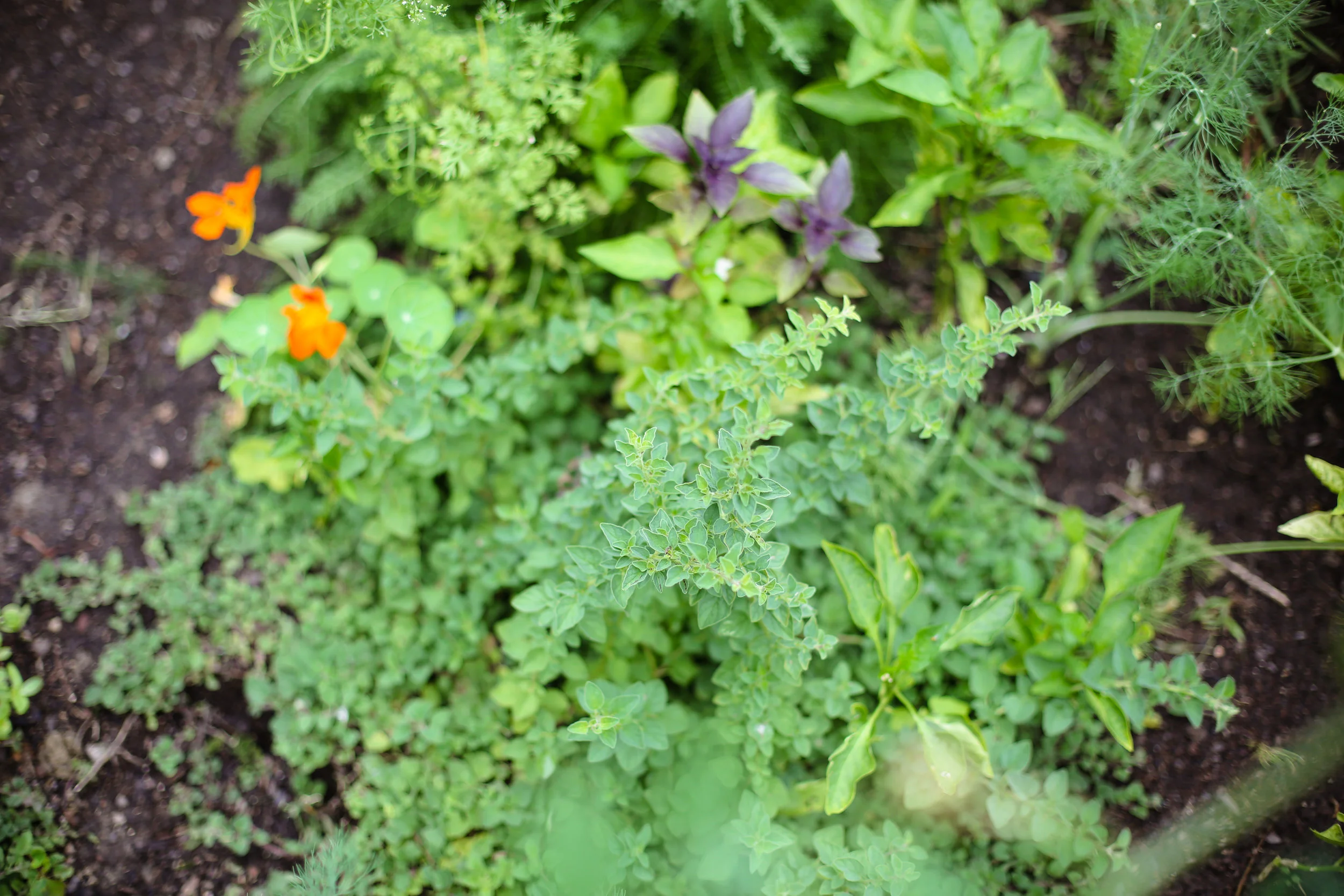 Italian oregano will quickly take over your garden if you let it! I've given parts of mine to all my gardening friends around town.