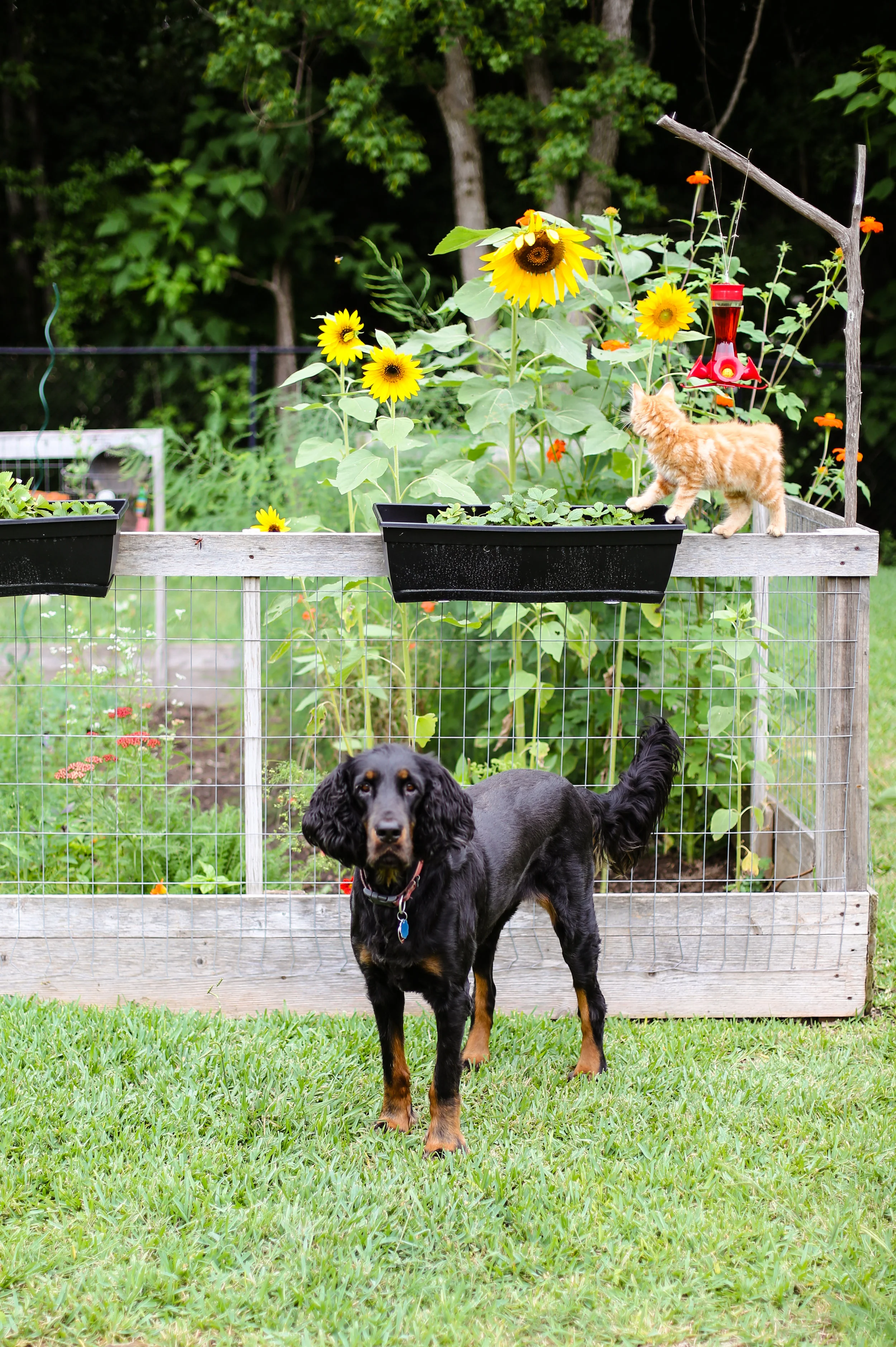 These two also like to help out in the garden.