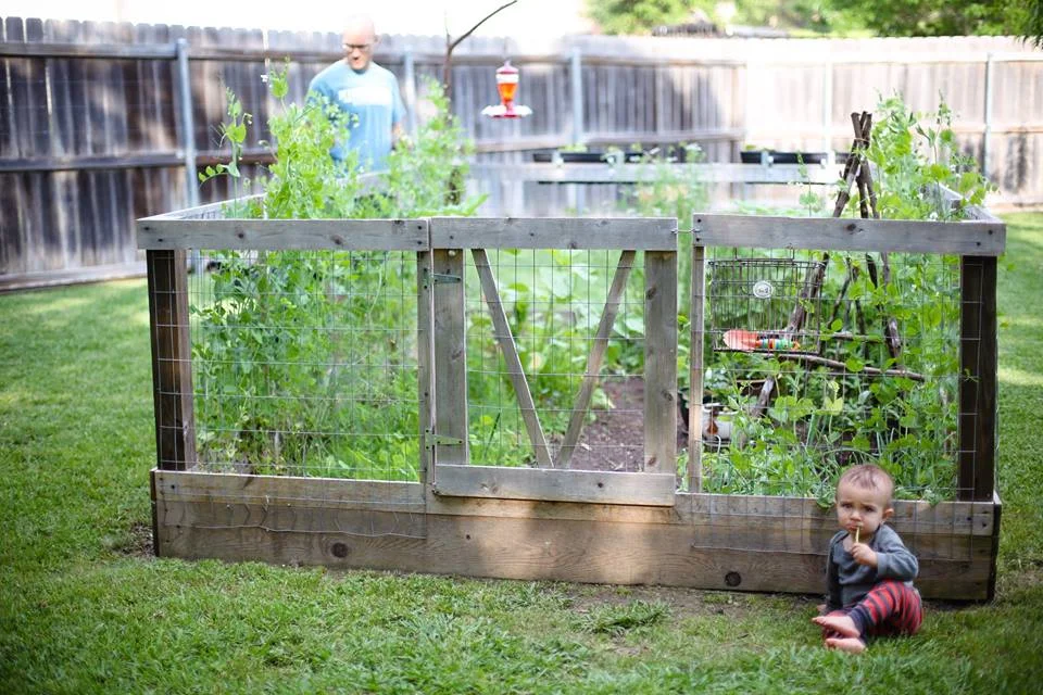 This was our garden last April 2016, little boys grow faster than a garden. Youngest spindle boy chomping on asparagus.
