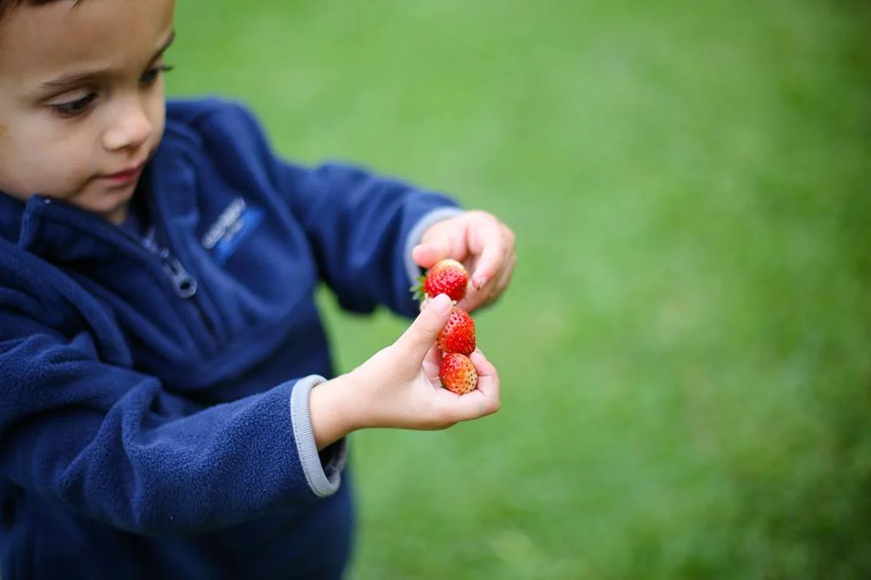 Picking berries on a chilly May morning.