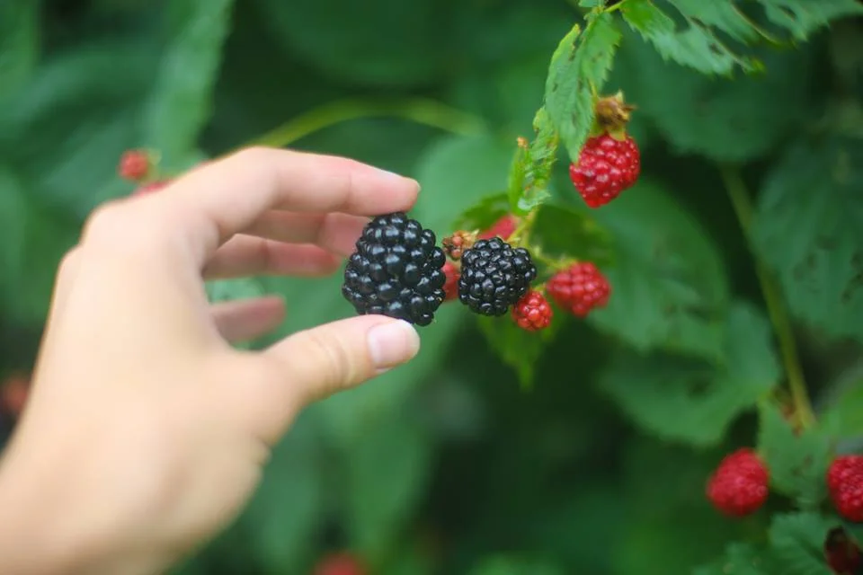 We have blackberry vines all along our backyard fence, one of our plants produces huge berries in late summer!