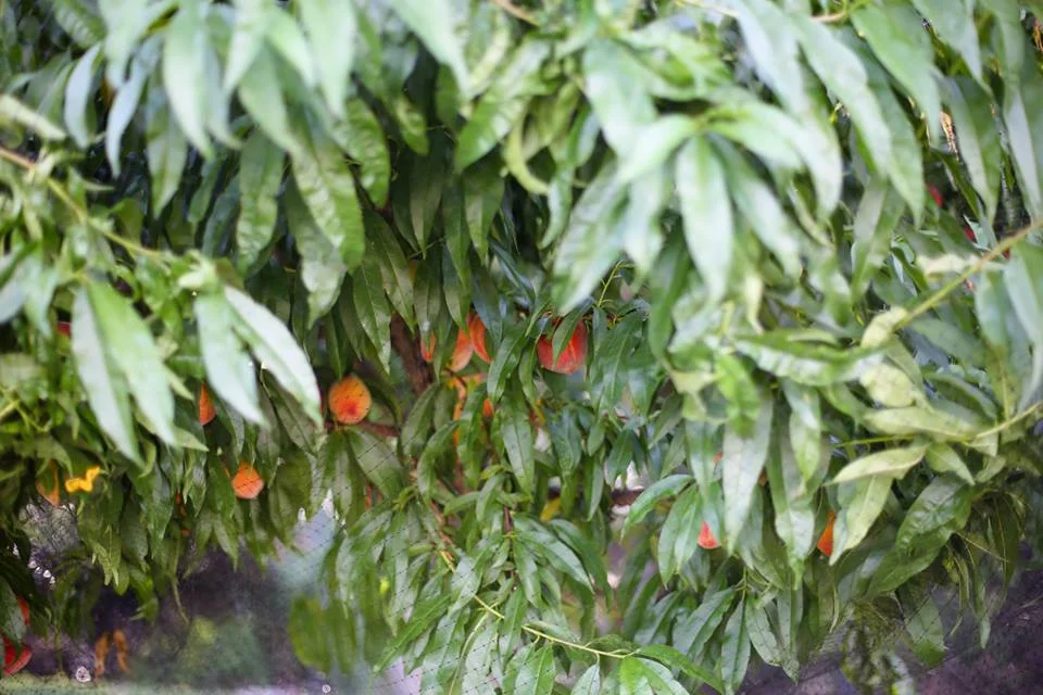 The previous owners of our home planted two peach trees and we are grateful! Summer 2015 we had an amazing peach harvest!