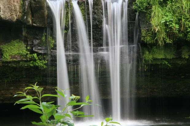 2015 Natural Wellness Fair