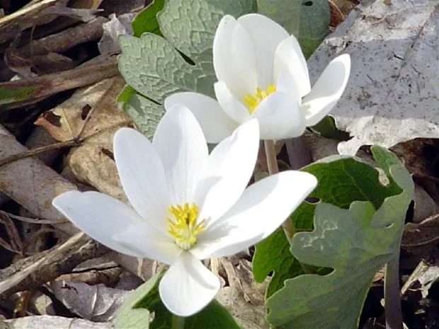 Film Showing:  What Love Is