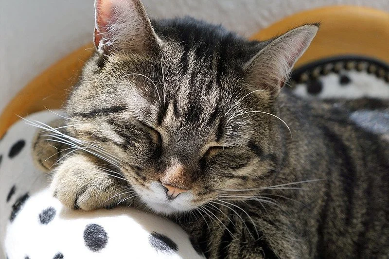 When Worrying About Sleep Makes It Harder to Sleep
