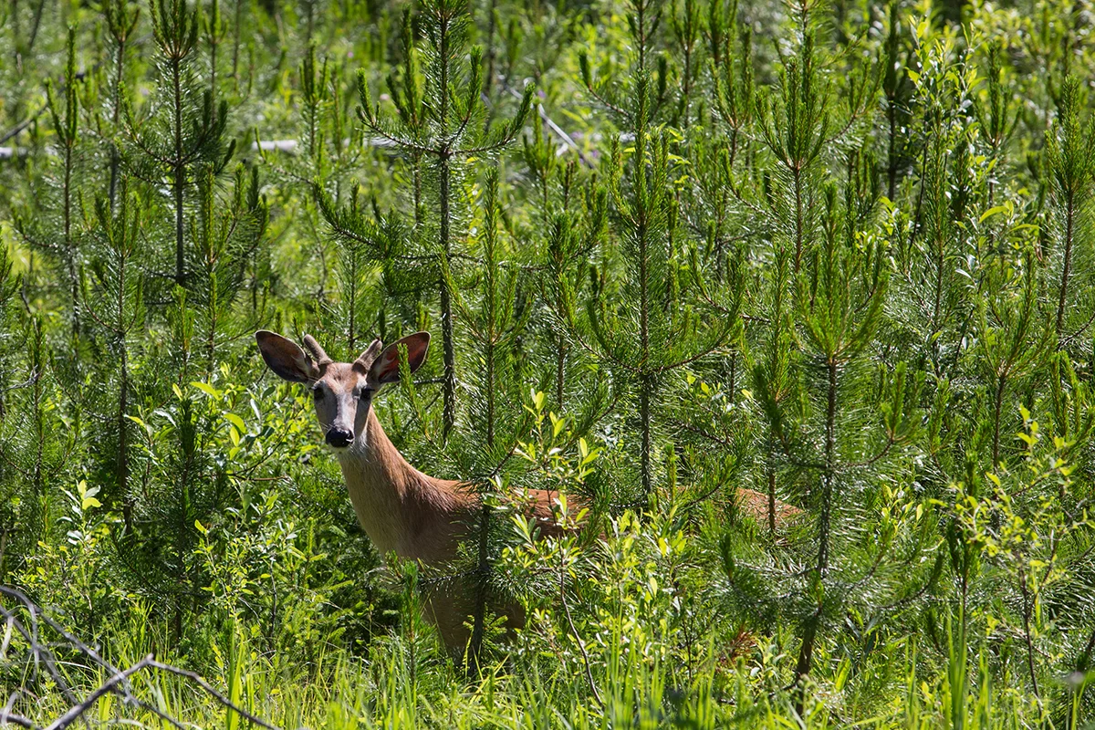 Deer, Glacier National Park 