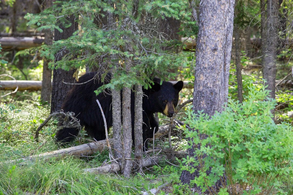 Black Bear, Glacier National Park 