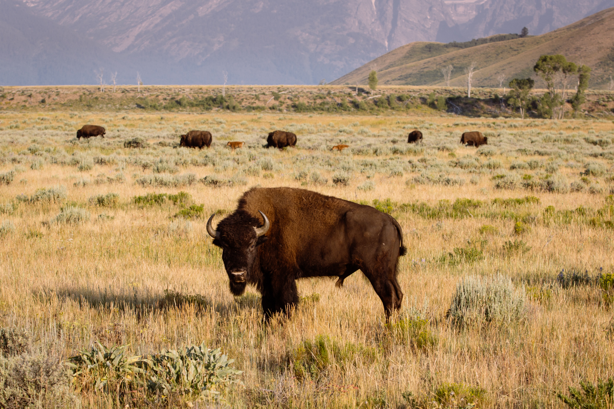American Bison, Grand Tetons National Park 