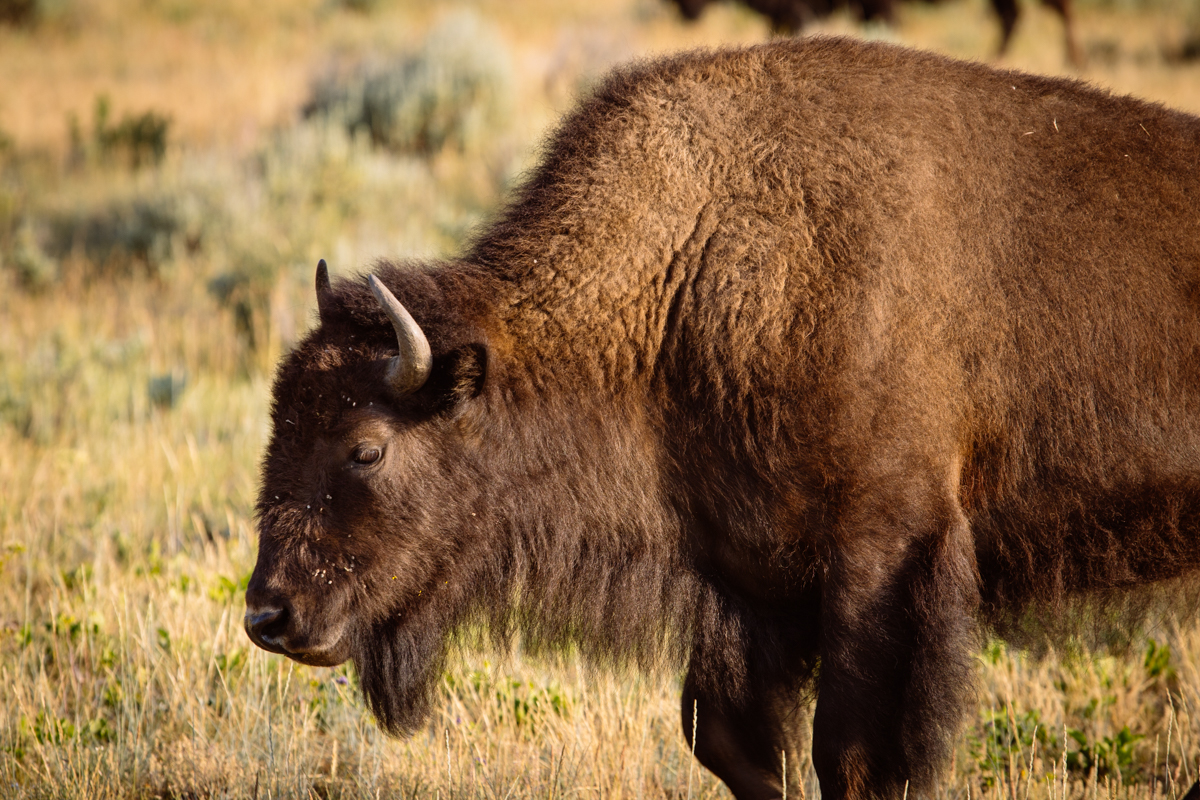 American Bison, Grand Tetons National Park 