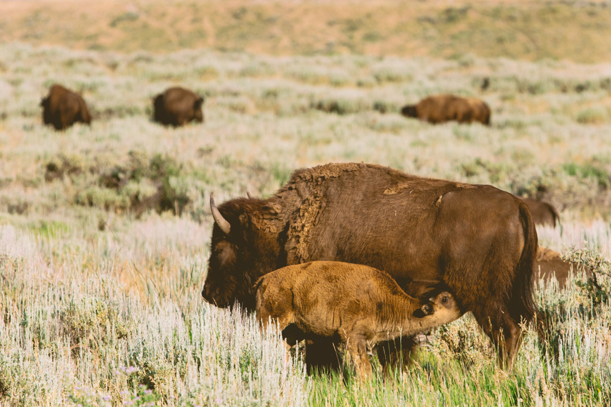 American Bison Nursing, Grand Tetons National Park 