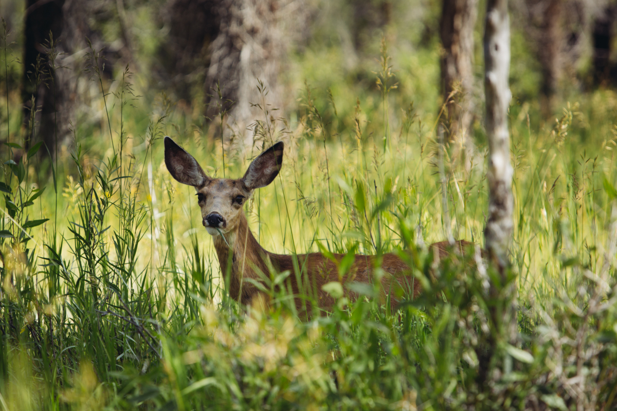 Female Deer