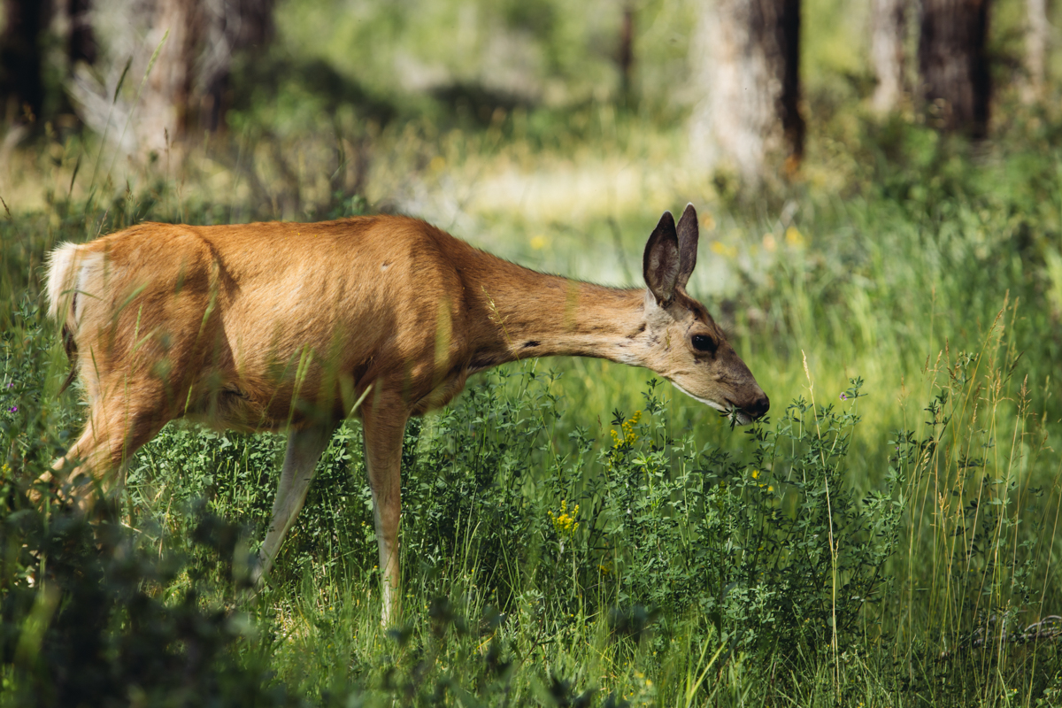 Female Deer