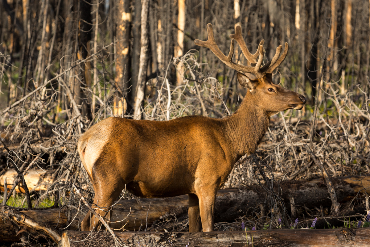 Elk along the roadside 