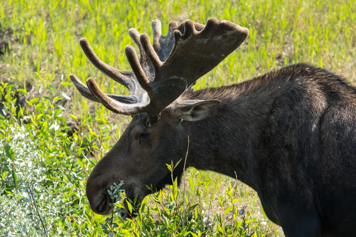 Bull moose spotted in Moose, Wyoming