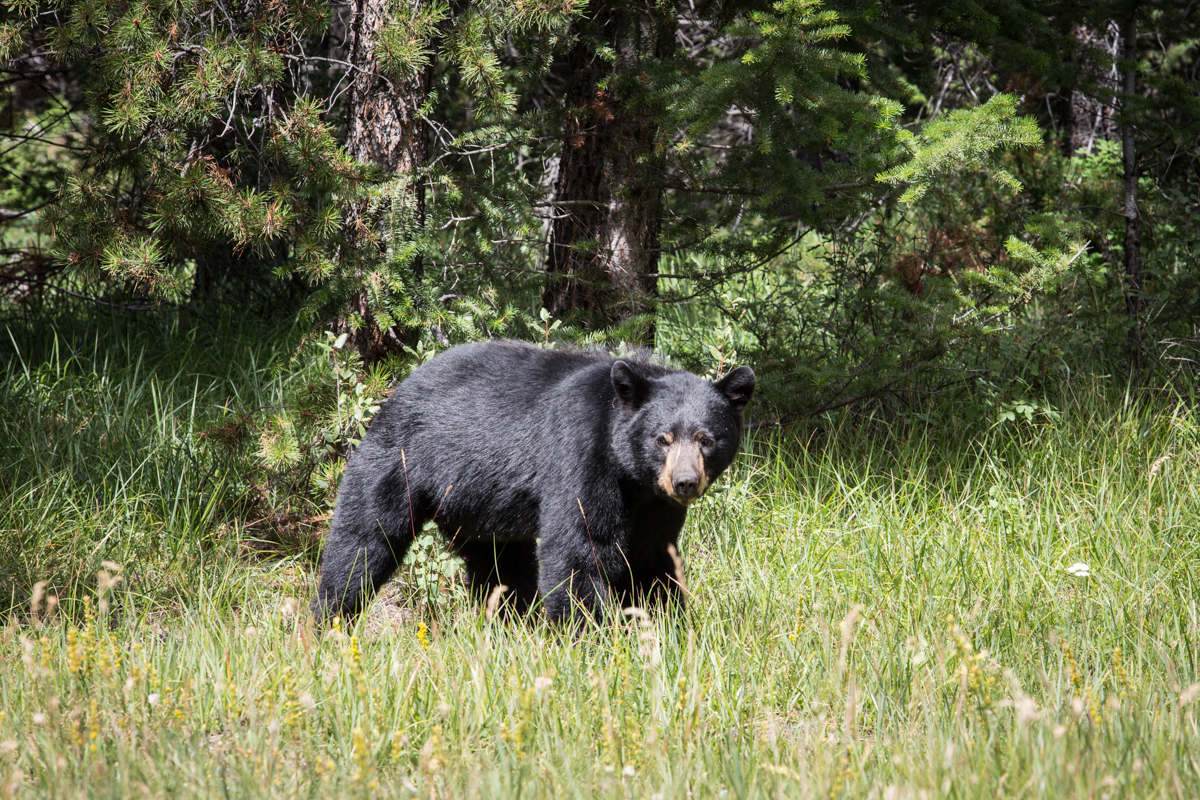 Black Bear, Jasper National Park 