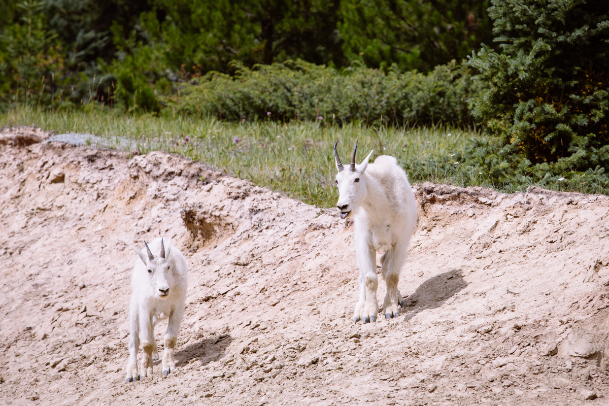 Mountain Goats, Jasper National Park 