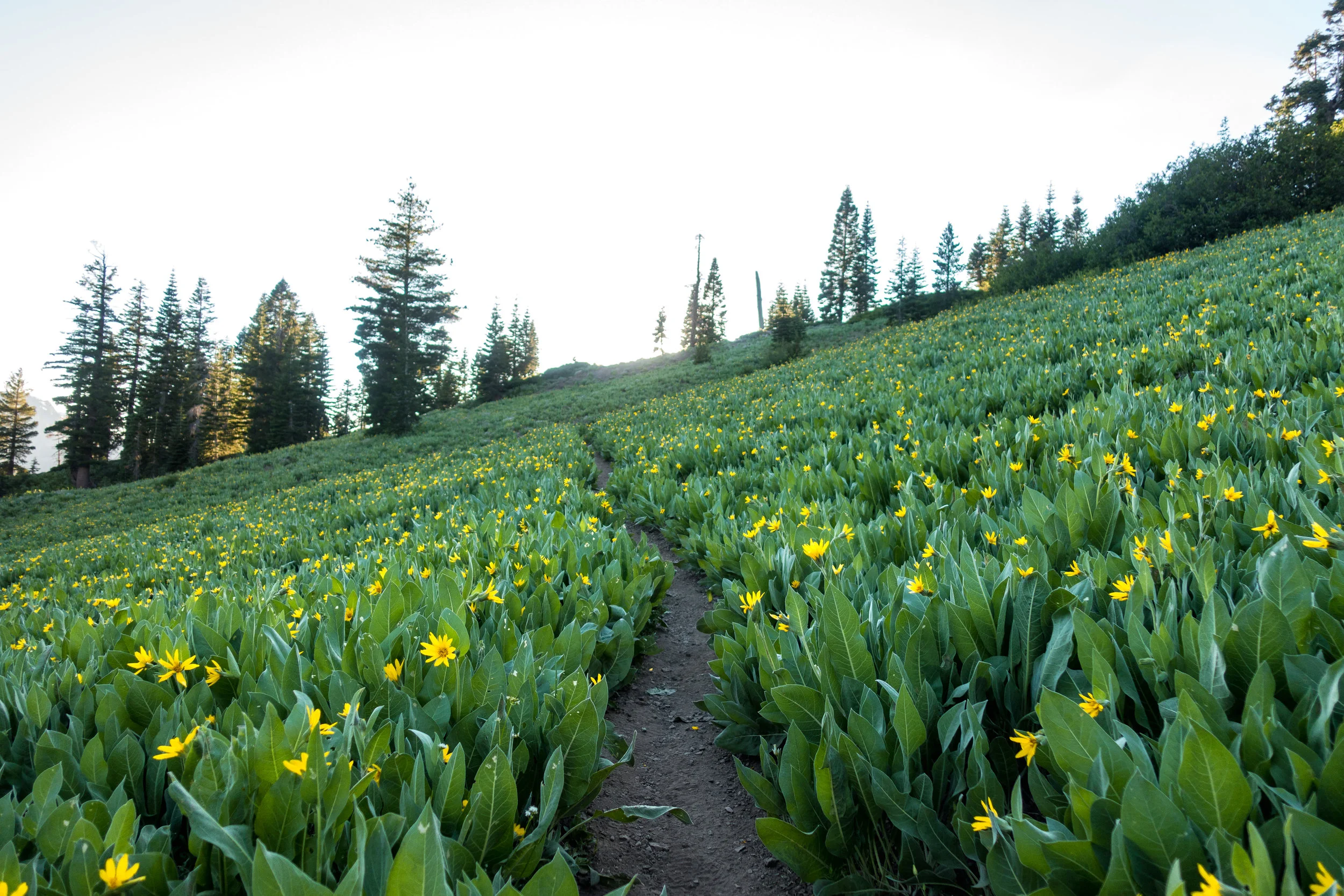 More wildflowers.