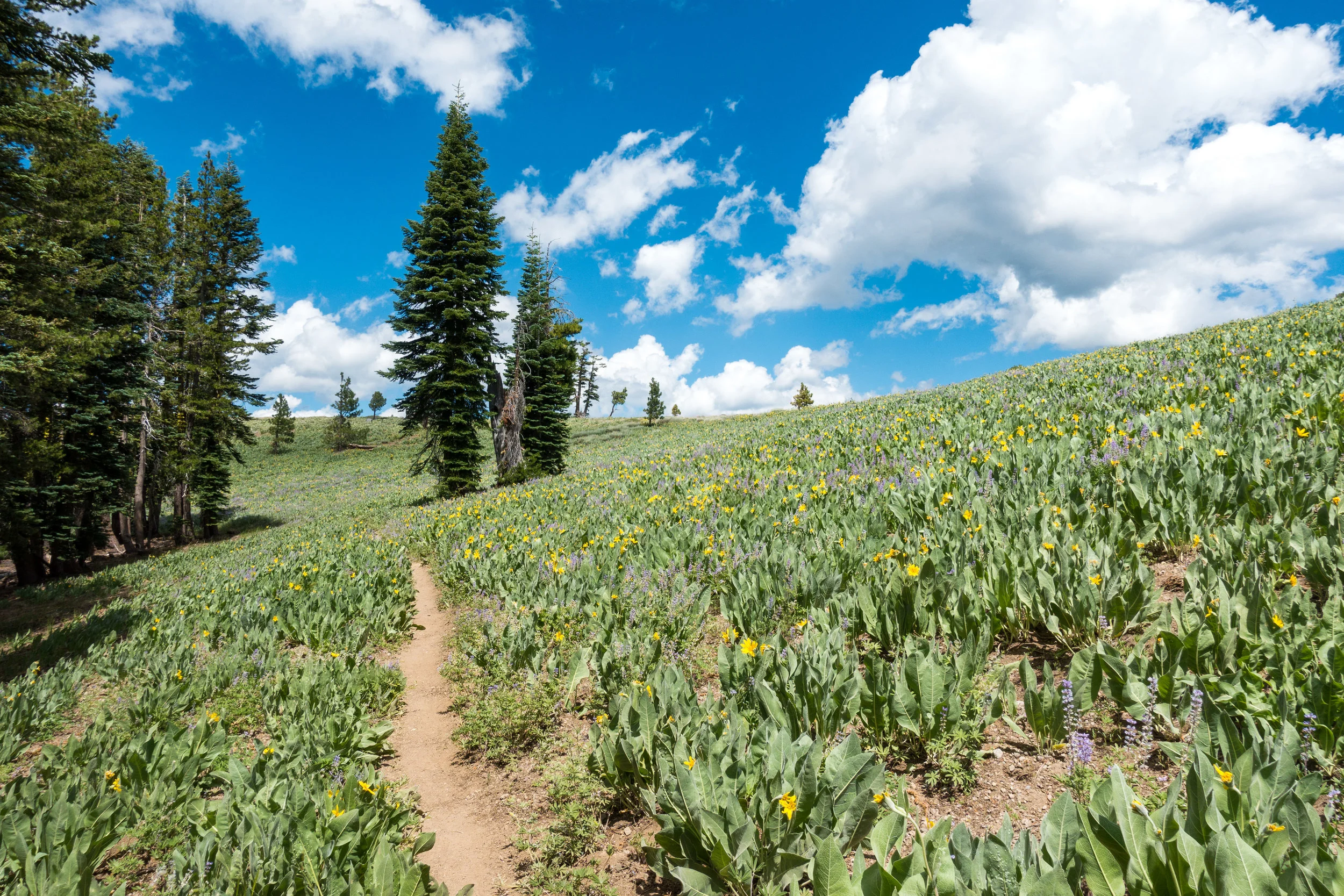 More fields of wildflowers.