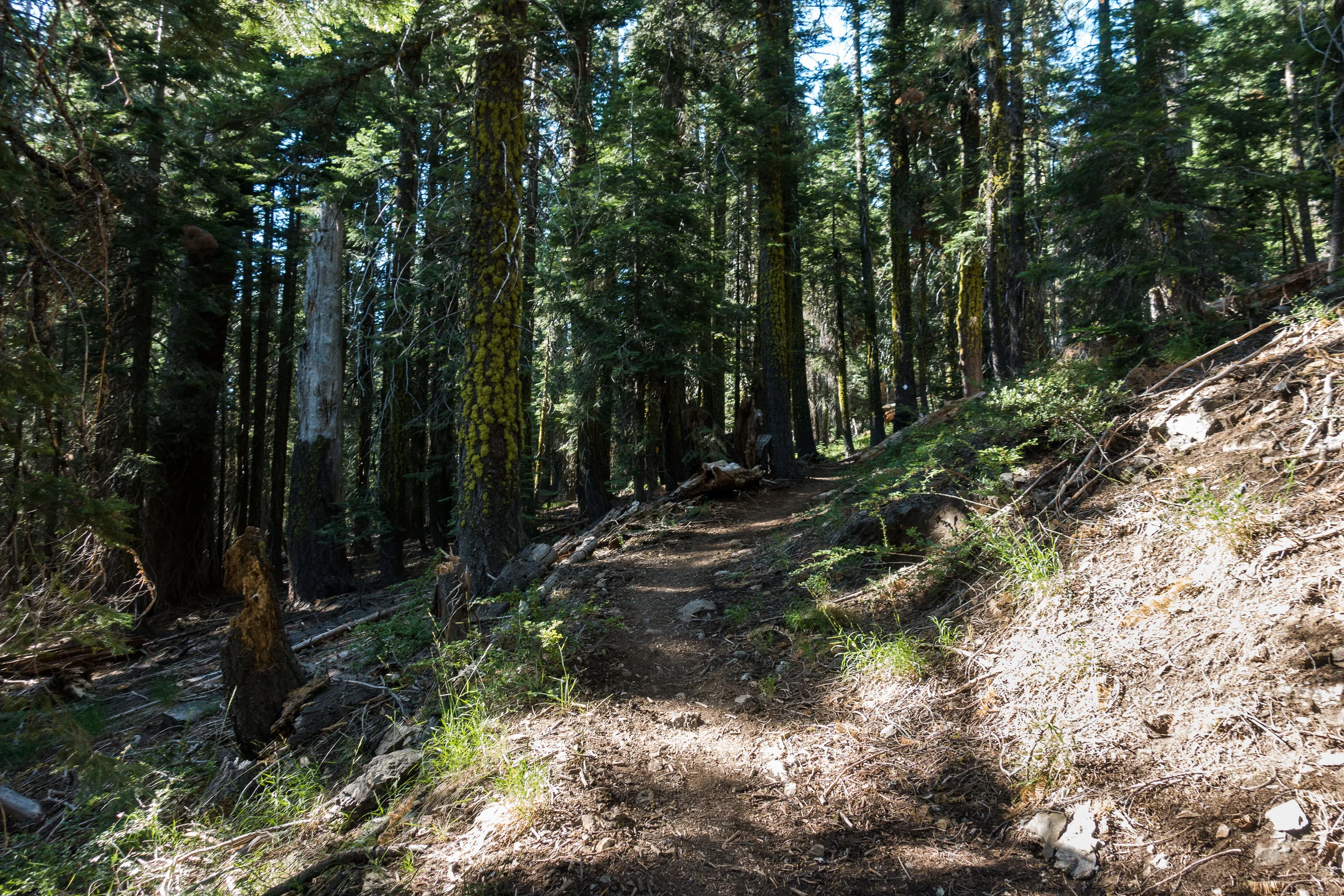 norcal-forest.jpg