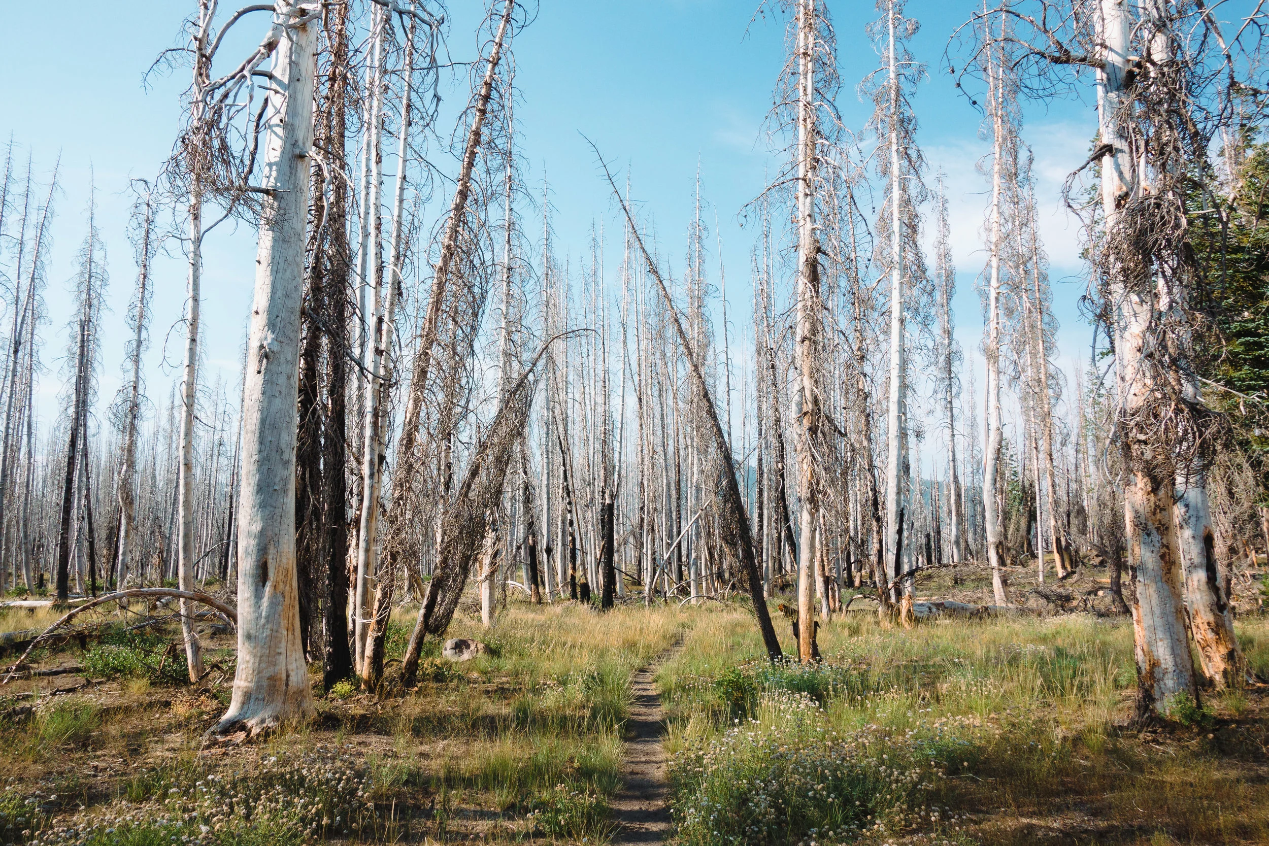 Old burn area.