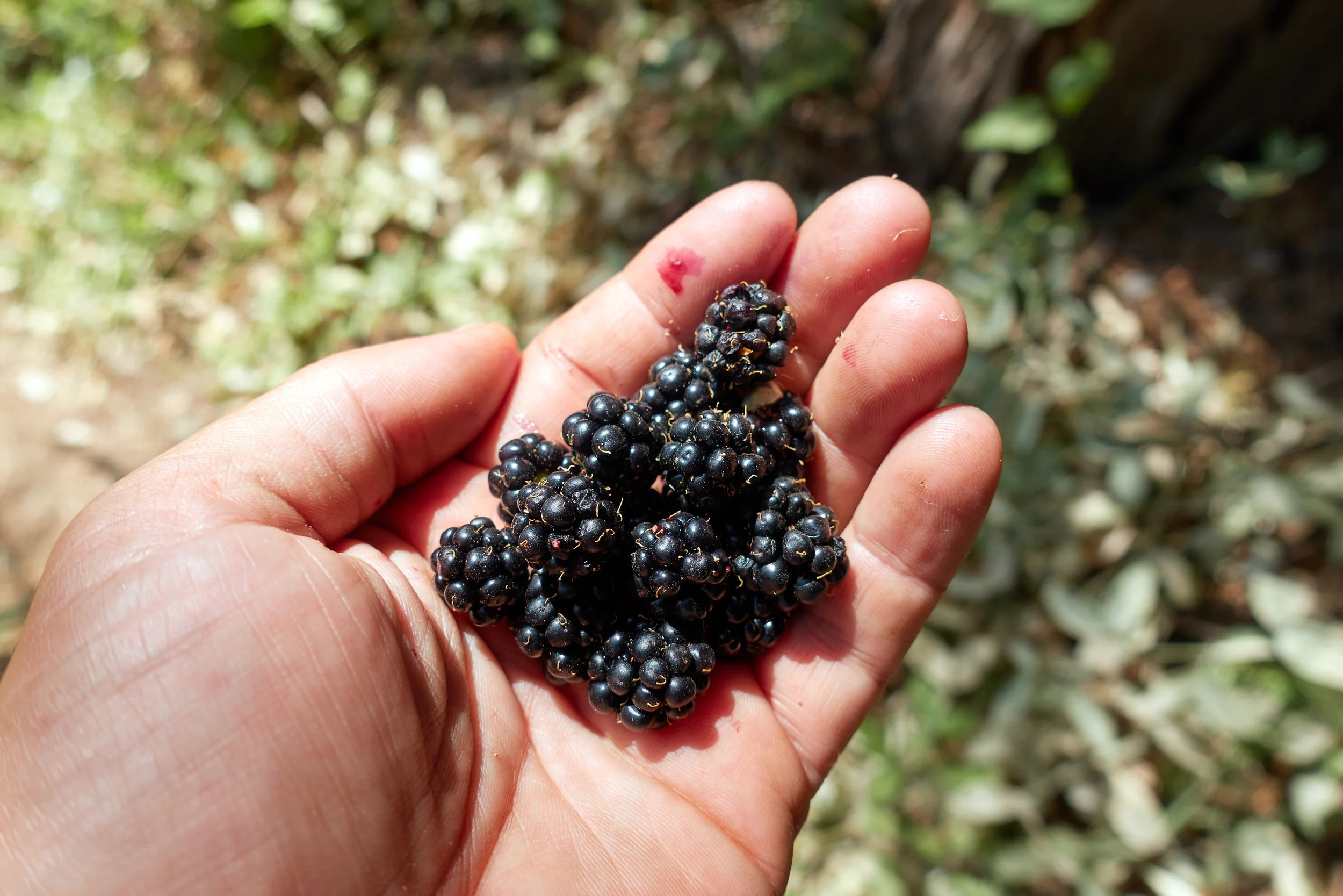 My first taste of blackberries.
