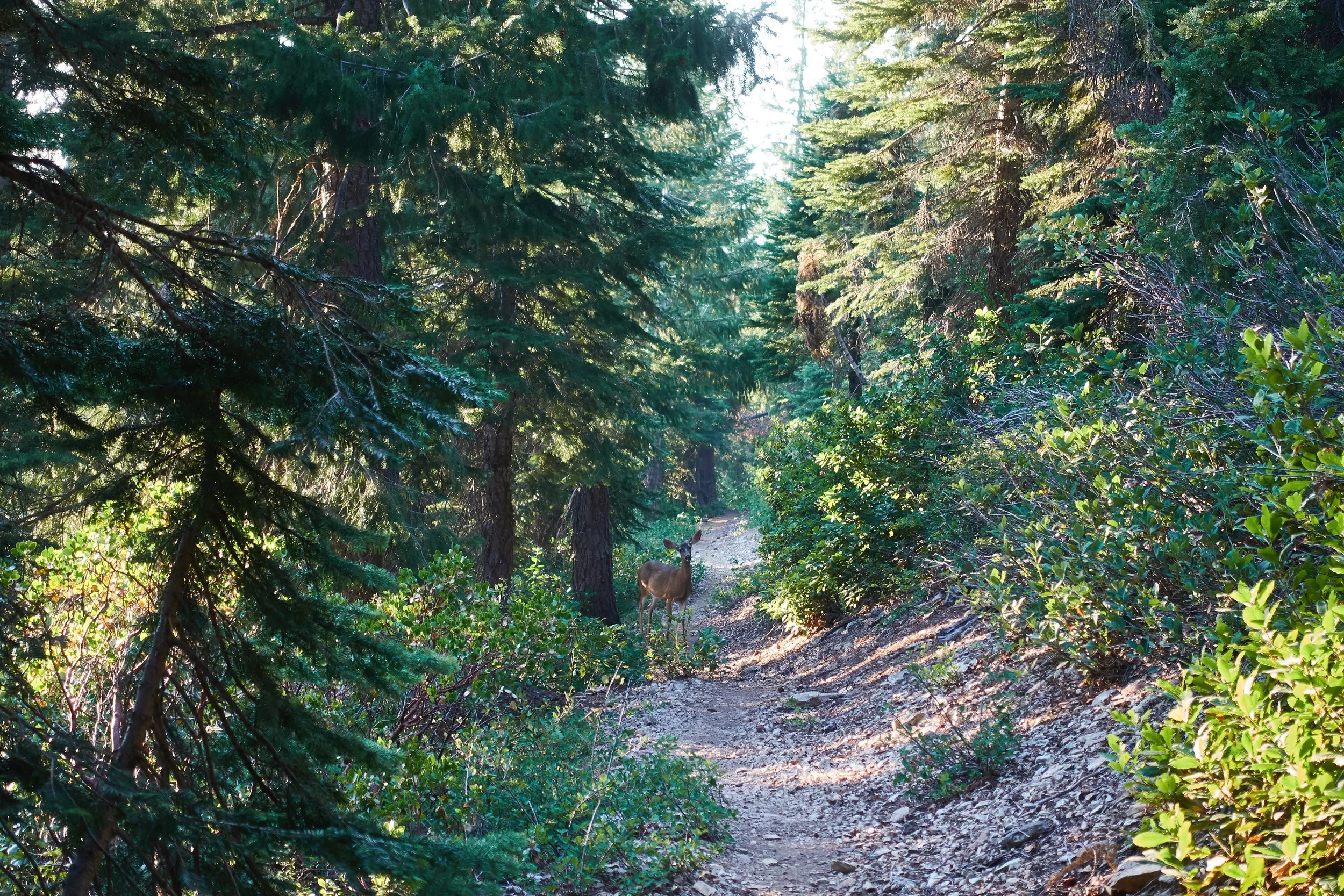 Fellow hiker on trail.