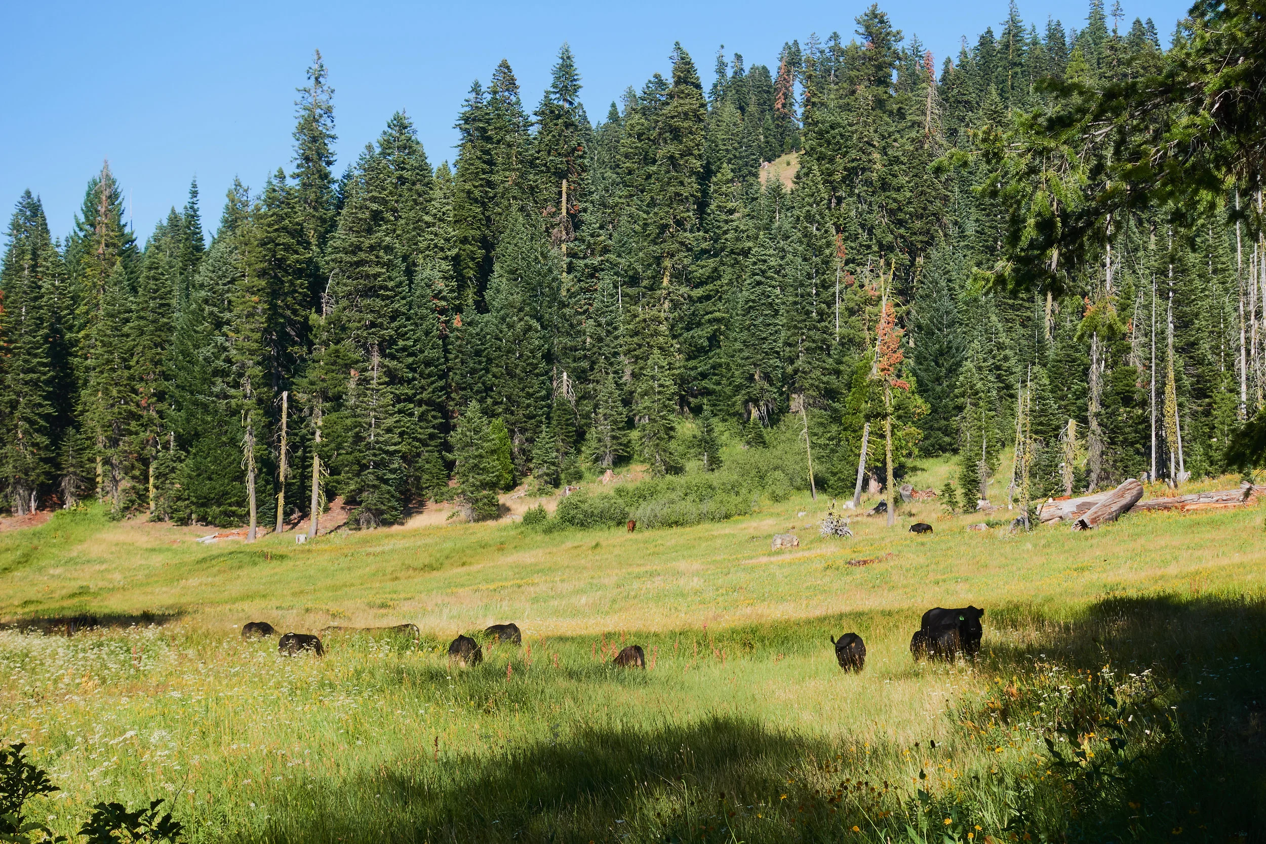 Cows.