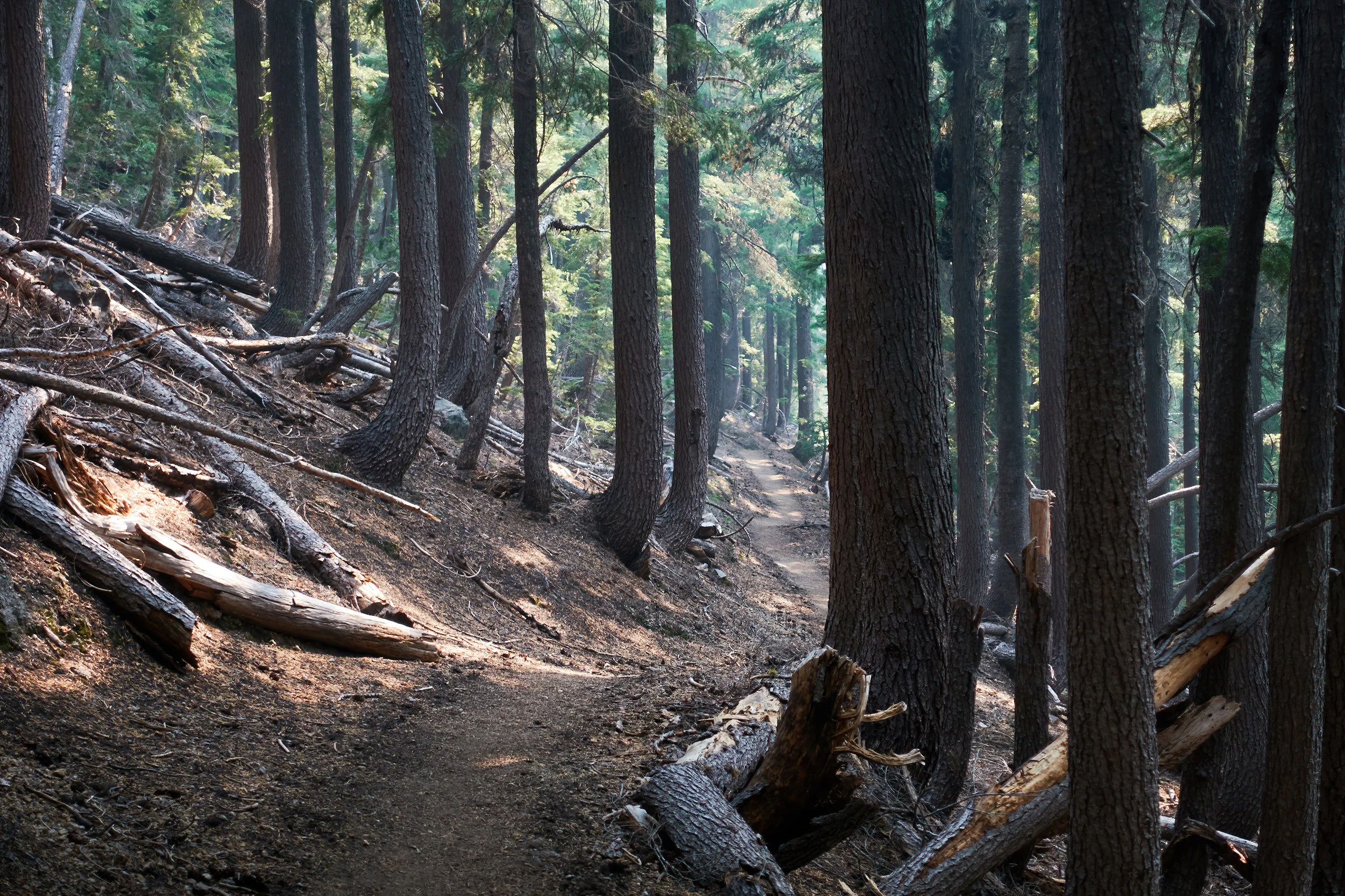 Back in the forest.
