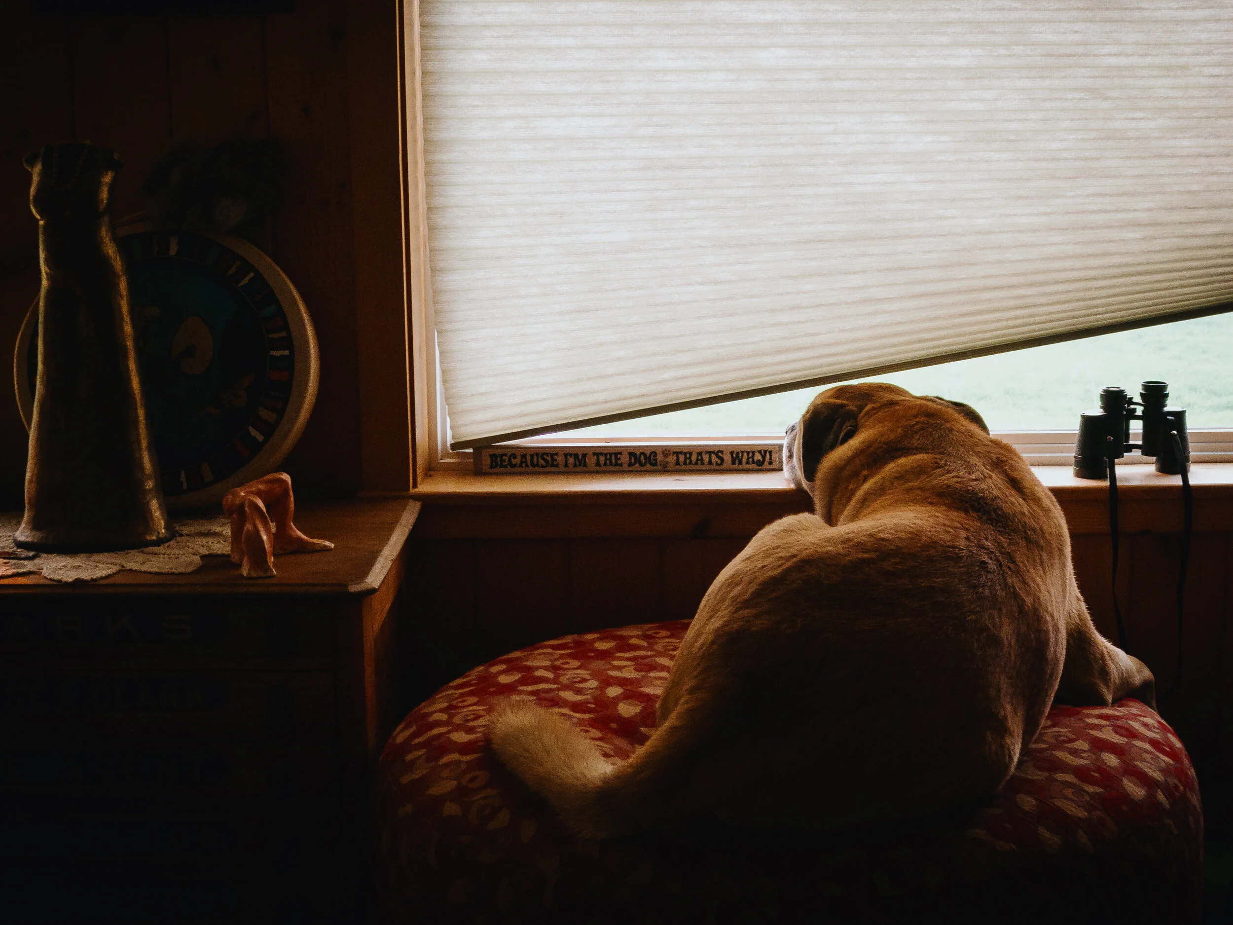 Rico daydreaming about chasing rabbits.