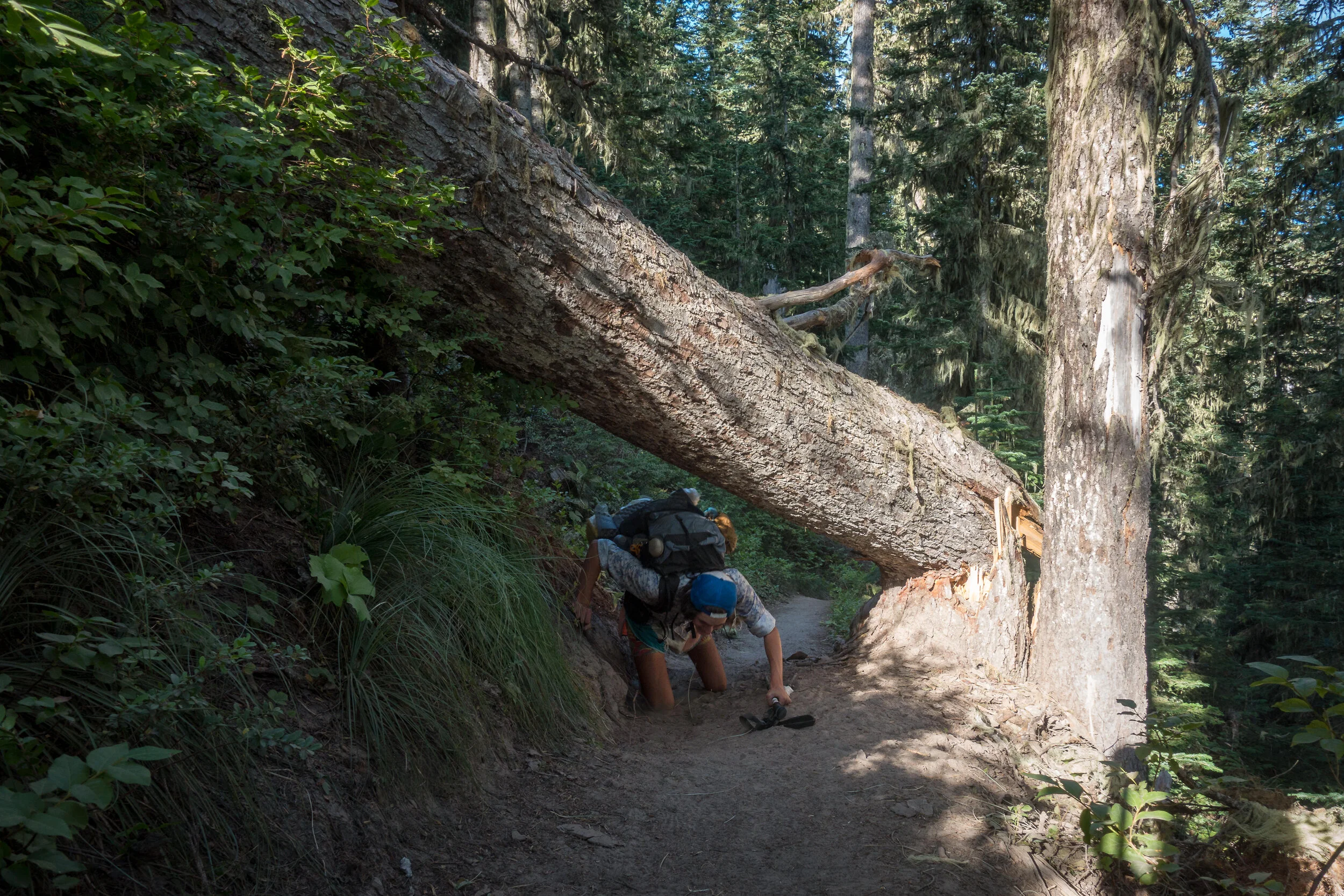 Sam ducking under a downed tree.