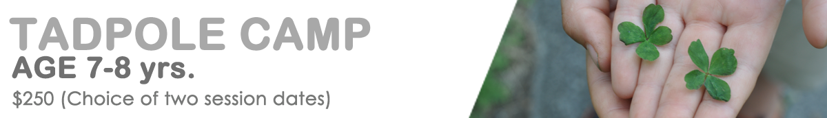 header - TADPOLE Camp 2018.png
