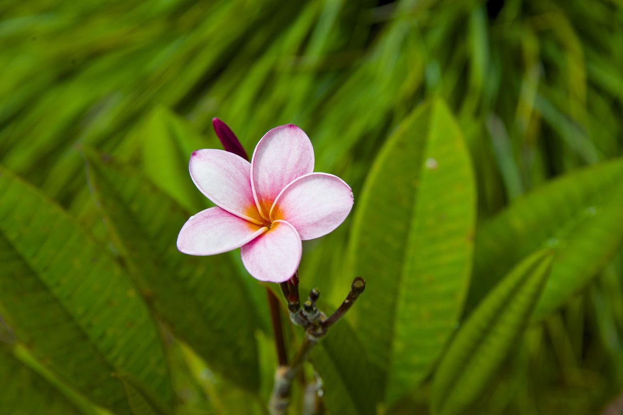 Flora abounds