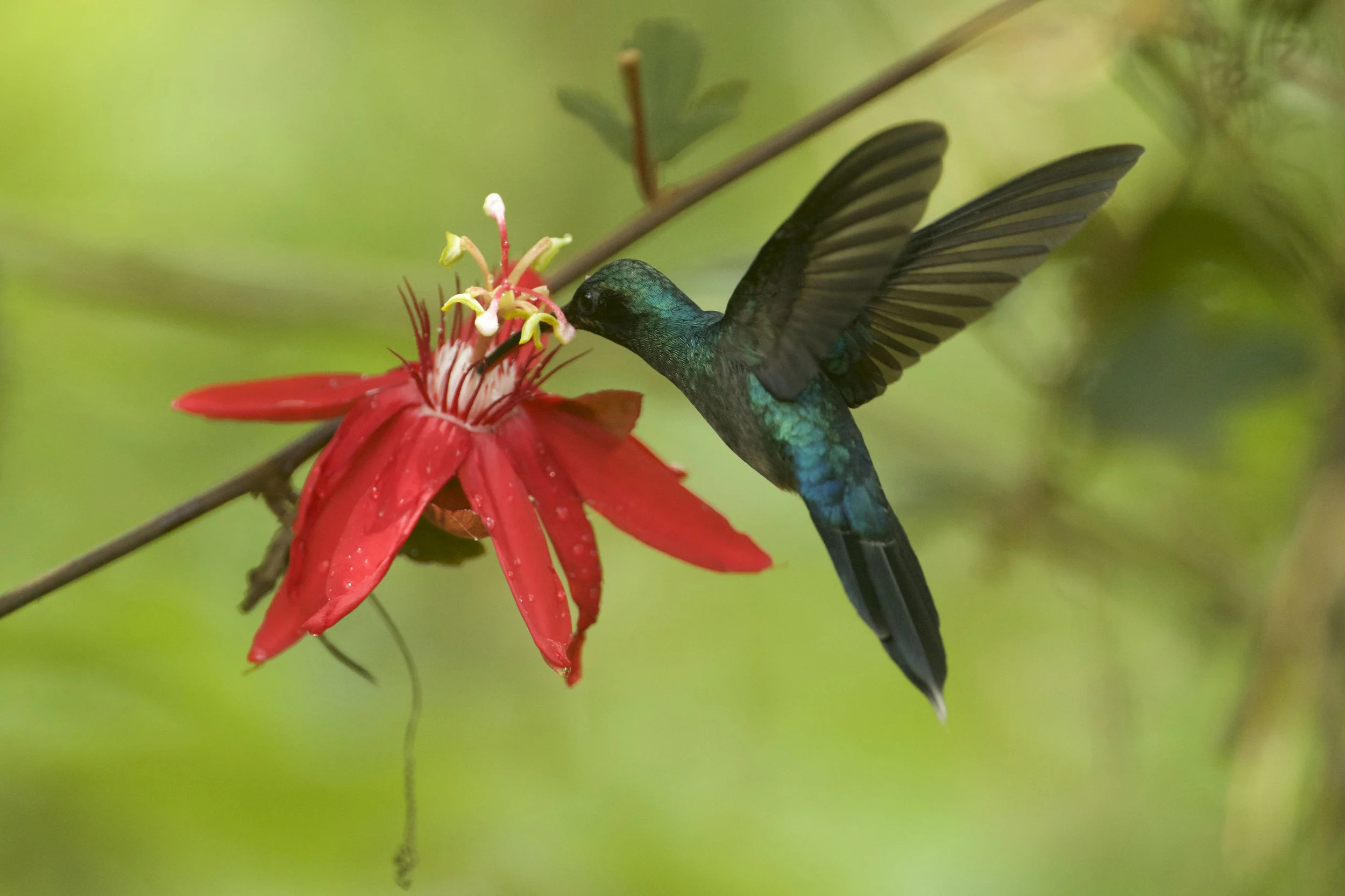 (Foto - Randall Ortega Chavez) A local hummingbird feeds off of the nectar of this tropical flower.