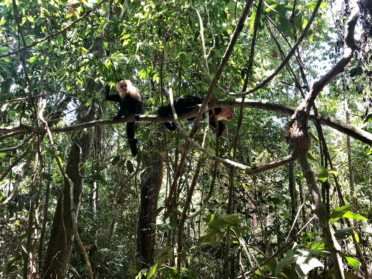 Monkeys in Jaco 