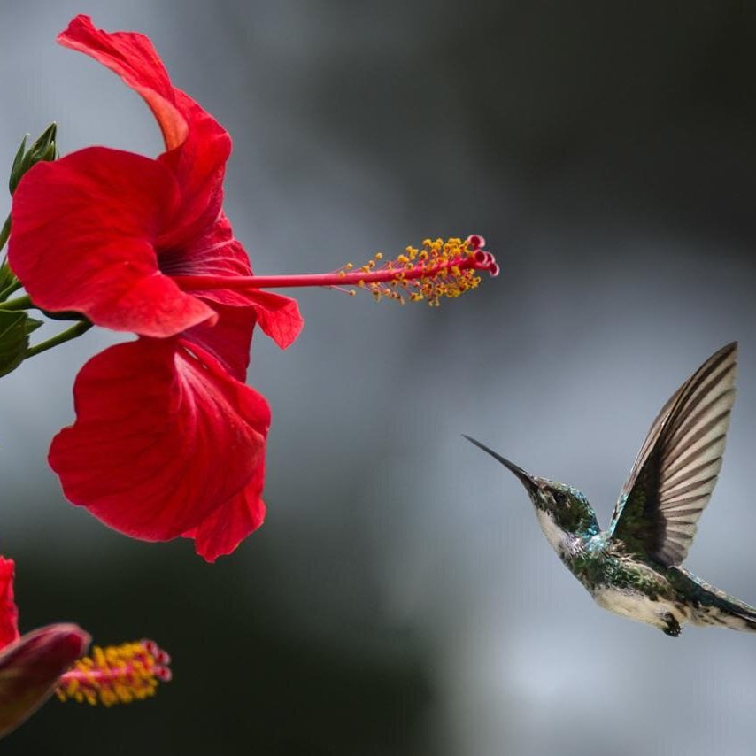 hummingbird.jpg