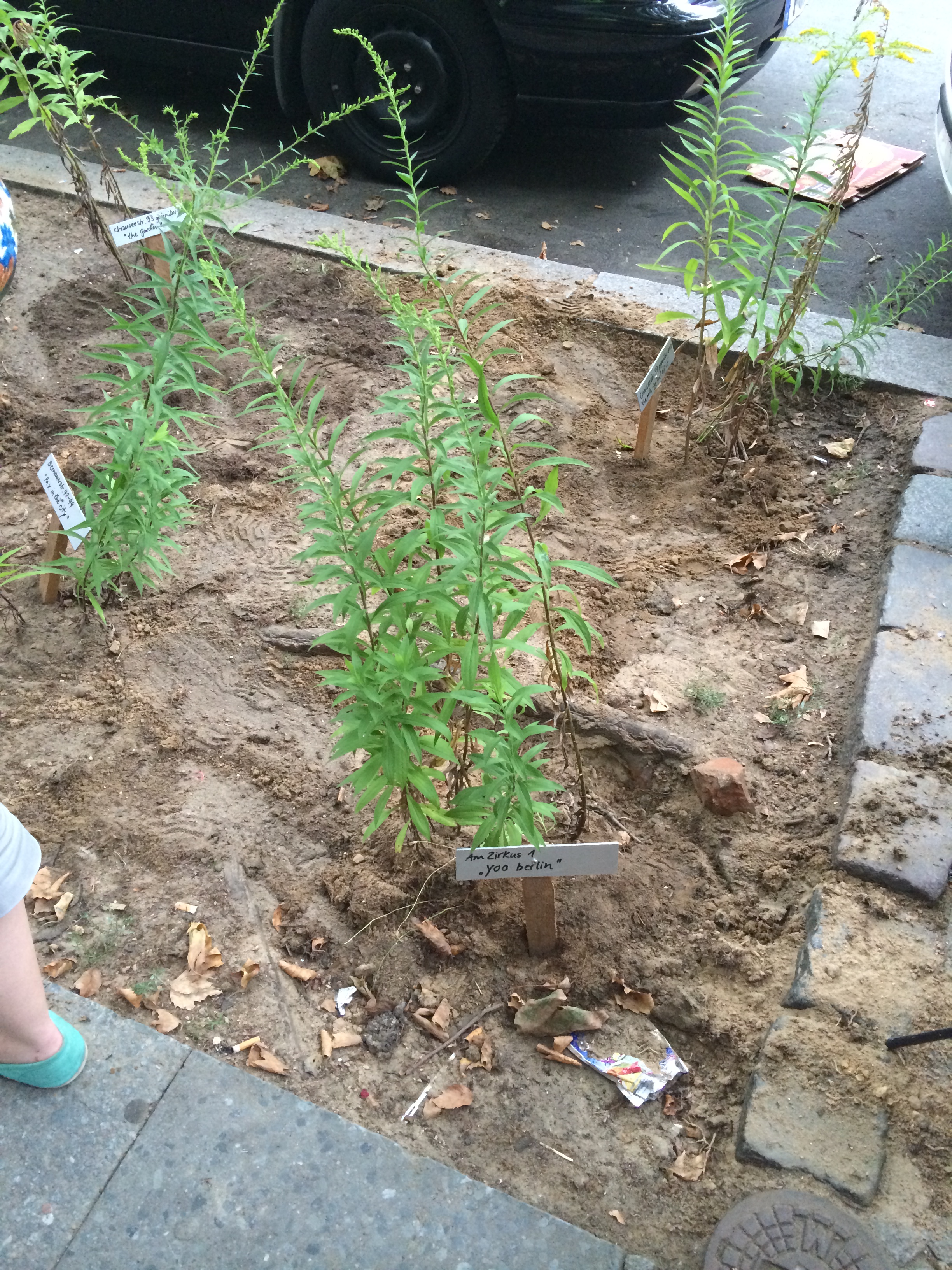 the planted goldenrods--closest one called "yoo berlin"
