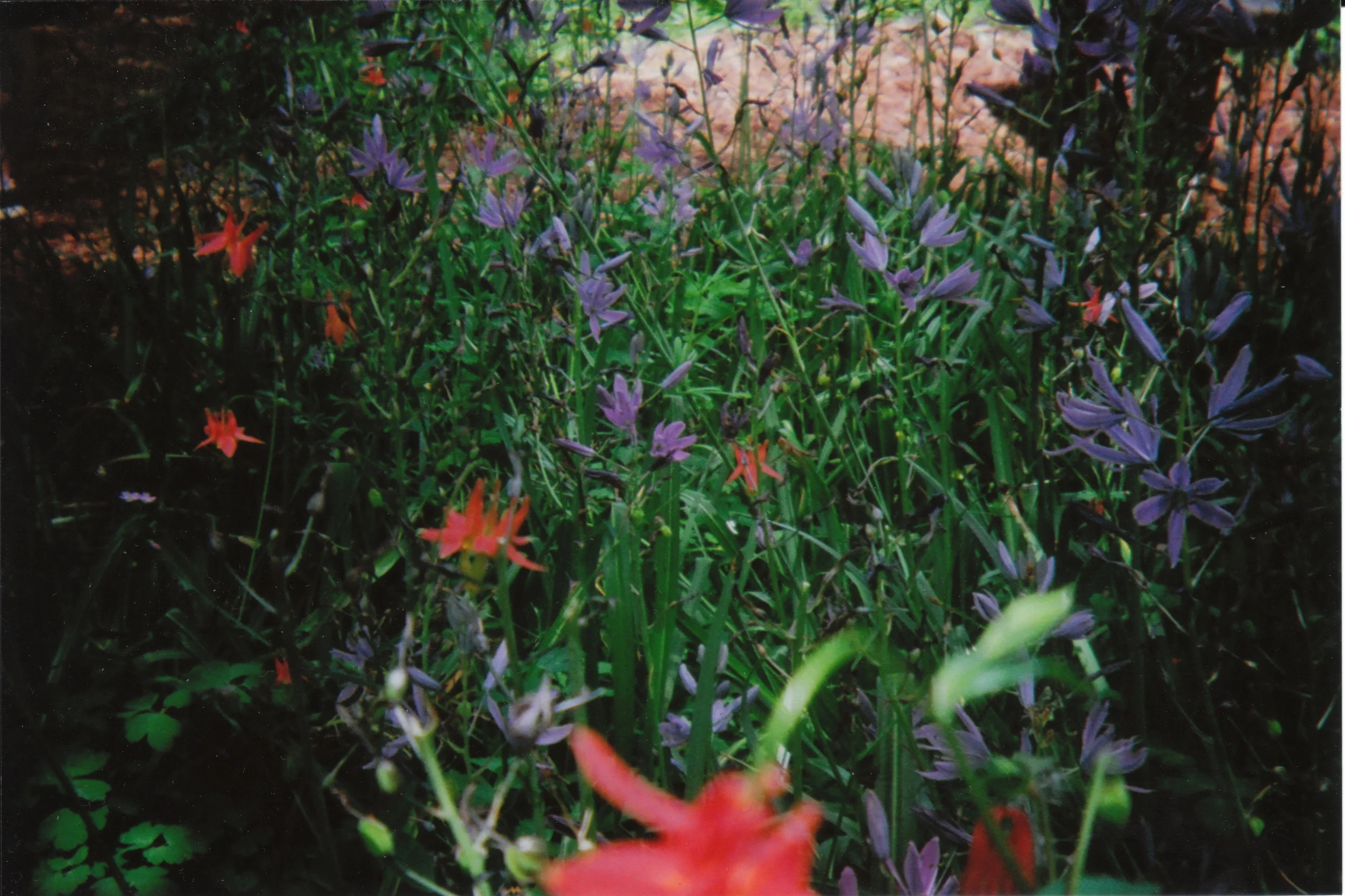holga_nature_0007.jpg