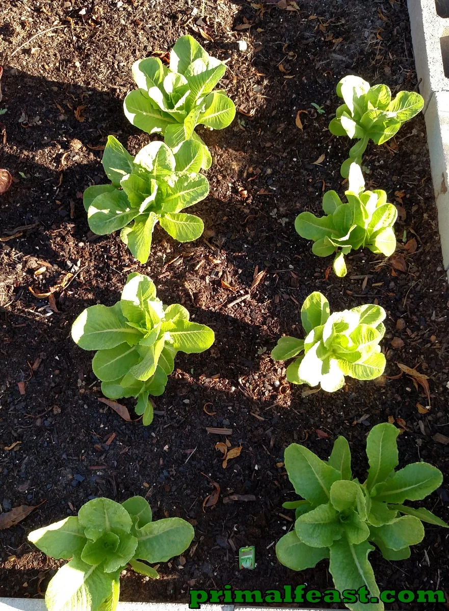 2015-1015-garden-3-003.jpg