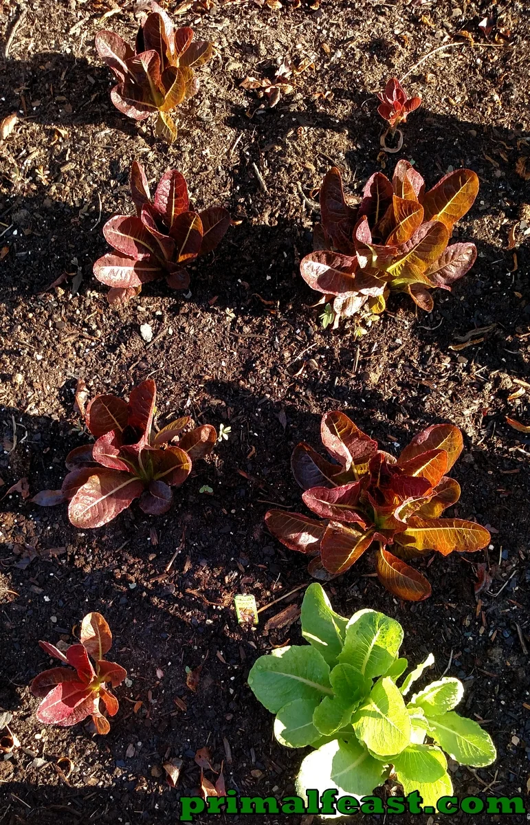 2015-1015-garden-3-004.jpg
